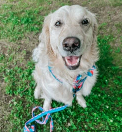 Dog Sailor Bow - SpongeBob SquarePants™ And Friends -Furfinity Cheap Shop LILY THE GOLDEN GIRL 9