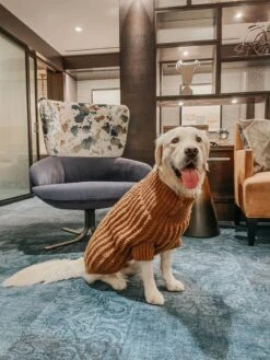 Dog Cable Knit Sweater - Brown 17 Dog Cable Knit Sweater - Brown -Furfinity Cheap Shop LILY THE GOLDEN GIRL 1