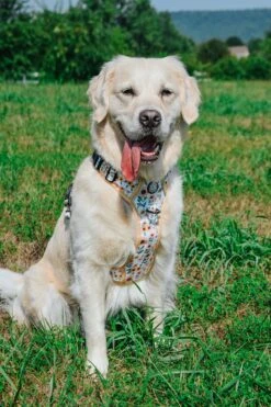 Dog Four Piece Bundle - Sunflower Dreams -Furfinity Cheap Shop LILY THE GOLDEN GIRL 1 eaa4429d d9e6 43c4 a261 72e5439d23fa