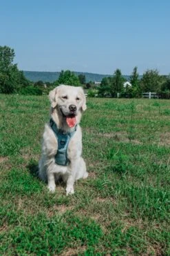 Dog Step-in Harness - Sage -Furfinity Cheap Shop LILY THE GOLDEN GIRL 4