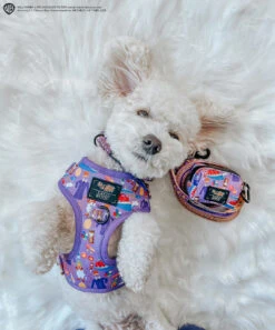 Dog Four Piece Bundle - Willy Wonka & The Chocolate Factory™ -Furfinity Cheap Shop LIL COCO STAR 4