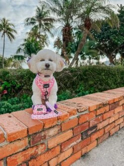 Dog Four Piece Bundle - Strawberry Milk -Furfinity Cheap Shop LIL COCO STAR 1 c6a1490b 31a8 4c51 ba2b 7195a5551710