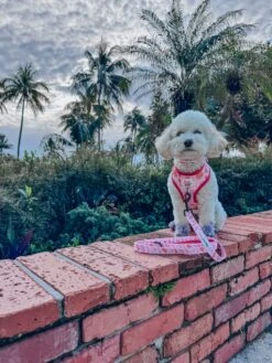 Dog Two Piece Bundle - Western Barbie™ -Furfinity Cheap Shop LIL COCO STAR 2 029b856a 7953 4197 9753 6122d83b67ed