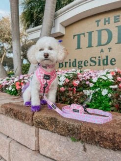 Dog Leash - Strawberry Milk -Furfinity Cheap Shop LIL COCO STAR 3