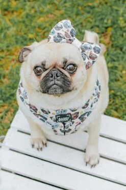 Dog Bowtie - It's A Pug's Life -Furfinity Cheap Shop LITTLEMISSYTHEPUG 1 6444508d 2e37 42b7 ae71 b994368f5403