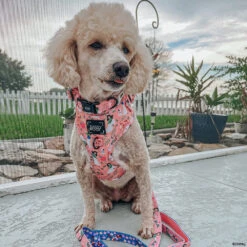 Dog Two Piece Bundle -Disney's Mulan 16 Dog Two Piece Bundle -Disney's Mulan -Furfinity Cheap Shop LIZZIELIKEMCGUIRE 3 1878119e adfd 42b7 aab2 15da23c05f28