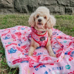 Dog Four Piece Bundle - Mean Girls™ -Furfinity Cheap Shop LIZZIELIKEMCGUIRE 3 e8558cff 32a4 42f0 a442 c1b989afb53e