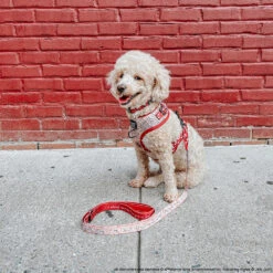 Dog Two Piece Bundle - Harry Potter™ Marauder's Map™ 31 Dog Two Piece Bundle - Harry Potter™ Marauder's Map™ -Furfinity Cheap Shop LIZZIELIKEMCGUIRE 4