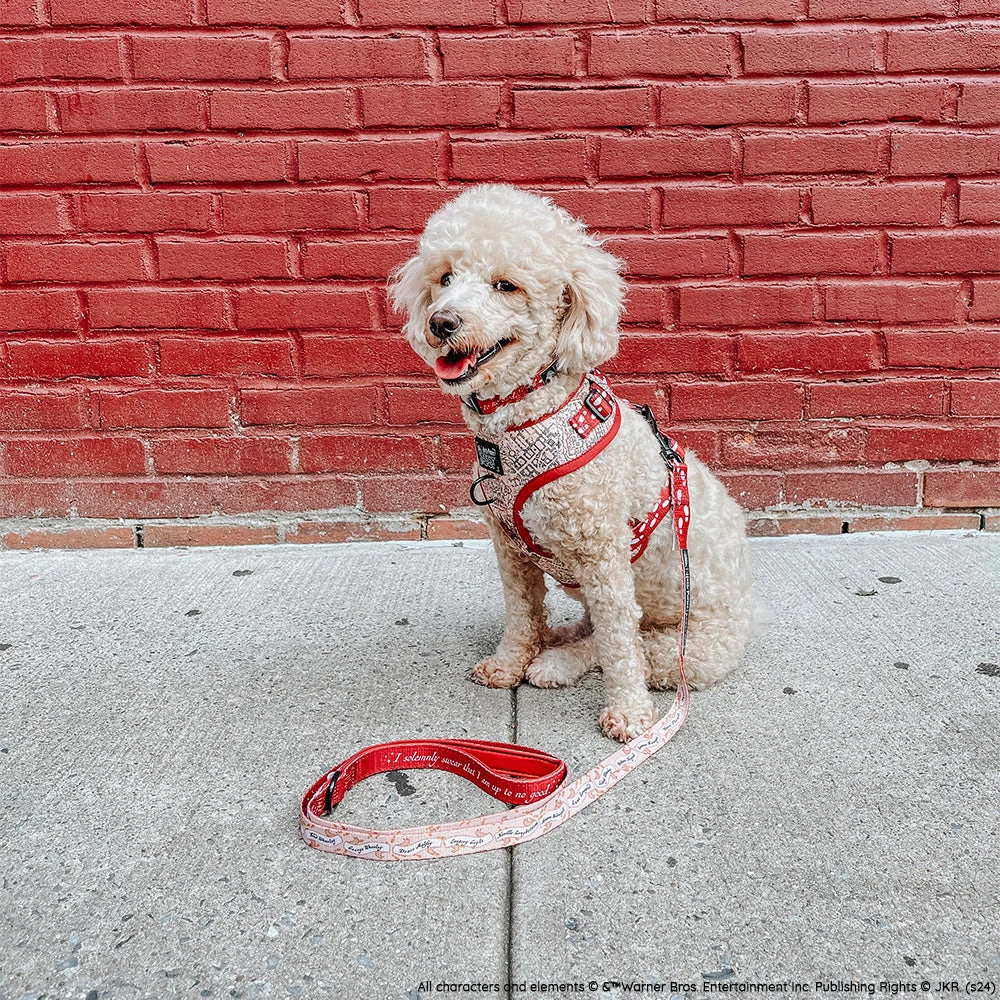 Dog Two Piece Bundle - Harry Potter™ Marauder's Map™ 12 Dog Two Piece Bundle - Harry Potter™ Marauder's Map™ - Image 10