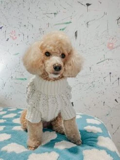 Dog Cable Knit Sweater - White 10 Dog Cable Knit Sweater - White -Furfinity Cheap Shop LIZZIELIKEMCGUIRE f02b0c5d 5cc2 41e7 afec 090343099588