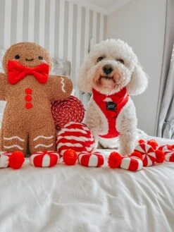 Dog Two Piece Bundle - Naughty -Furfinity Cheap Shop LOKI THE MALTICHON 2 2cfc4af4 41dd 4a49 9681 b06523b2ddae