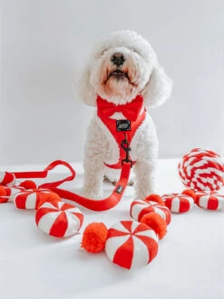 Dog Two Piece Bundle - Naughty -Furfinity Cheap Shop LOKI THE MALTICHON 2 61821796 ac2f 4f36 a169 518b1daf65bb