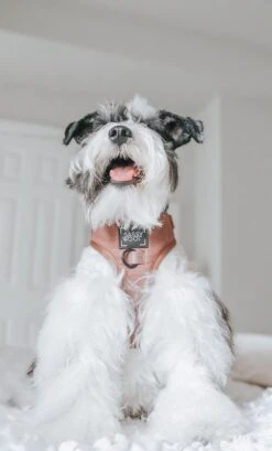 Dog Adjustable Harness - Teddy -Furfinity Cheap Shop LOLA.AND .NASH 1