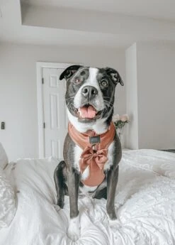 Dog Adjustable Harness - Teddy -Furfinity Cheap Shop LOLA.AND .NASH 2