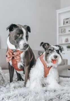 Dog Adjustable Harness - Teddy -Furfinity Cheap Shop LOLA.AND .NASH 3