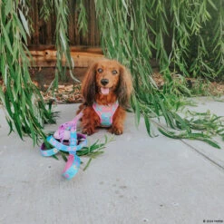 Dog Two Piece Bundle - Polly Pocket™ -Furfinity Cheap Shop LOLA DOXIE