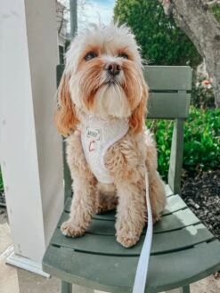 Dog Leash - Pup Of Honor -Furfinity Cheap Shop LOVELUNA 1