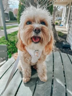 Dog Adjustable Harness - Pup Of Honor -Furfinity Cheap Shop LOVELUNA 2