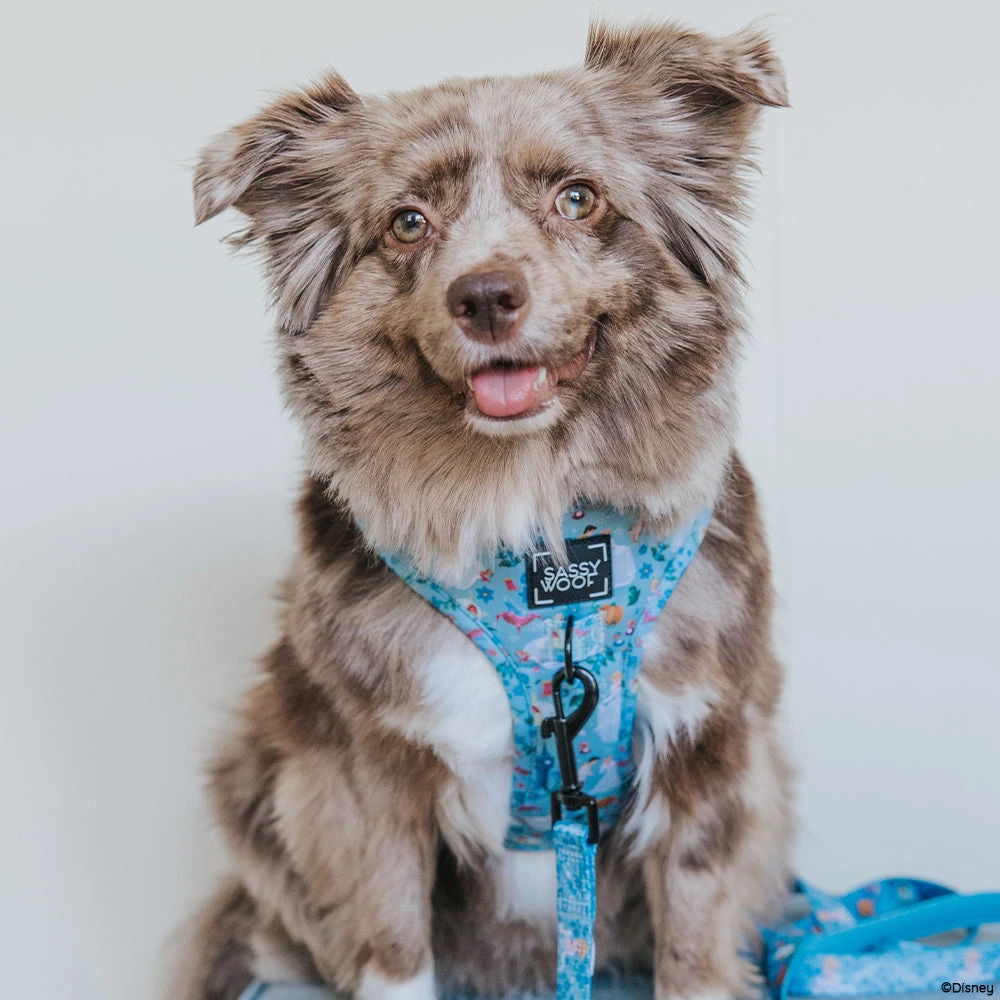 Dog Two Piece Bundle - Disney's Cinderella 9 Dog Two Piece Bundle - Disney's Cinderella - Image 7