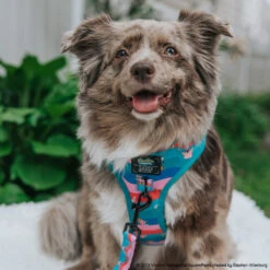 Dog Two Piece Bundle -SpongeBob SquarePants™ And Friends -Furfinity Cheap Shop LOVEMAYALIFE 08b08a5a b5d1 410b 86fb 1345fdad281c