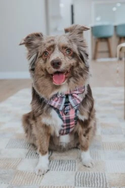 Dog Sailor Bow - Pawberry -Furfinity Cheap Shop LOVEMAYALIFE 1 0d9ea225 cf28 459a 9727 e1d16e92a3e6