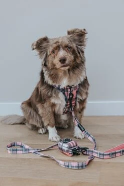 Dog Waste Bag Holder - Pawberry 15 Dog Waste Bag Holder - Pawberry -Furfinity Cheap Shop LOVEMAYALIFE 2 df4e0de9 dddf 4a92 b9eb c73ceb8df87d