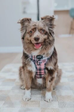 Dog Two Piece Bundle - Pawberry -Furfinity Cheap Shop LOVEMAYALIFE 3