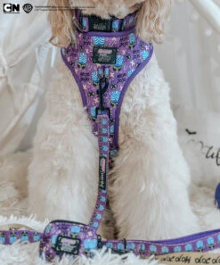 Dog Four Piece Bundle - Mojo Jojo™ -Furfinity Cheap Shop LUCYLU PAWSITIVEPUP 3