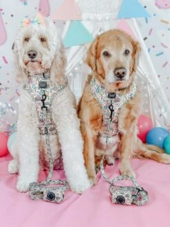 Dog Four Piece Bundle - Raise The Woof -Furfinity Cheap Shop LUCYLU PAWSITIVEPUP 1 d3e979b8 2976 4e7b 9bf8 0c07b8dc864b