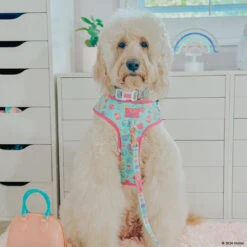 Dog Two Piece Bundle - Polly Pocket™ -Furfinity Cheap Shop LUCYLU PAWSITIVEPUP 94ab0d38 ae76 4cd7 a1ba 518d65dbf49c