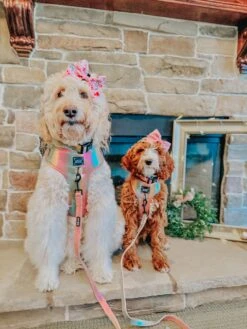 Dog Four Piece Bundle - The Night Life -Furfinity Cheap Shop LUCYLU PAWSITIVEPUP 9f967f2f 0f66 4795 965e 3ab21379204b