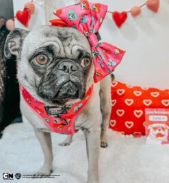 Dog Sailor Bow - The Powerpuff Girls™ (Love) -Furfinity Cheap Shop LUNAPUGPRINCESS 2