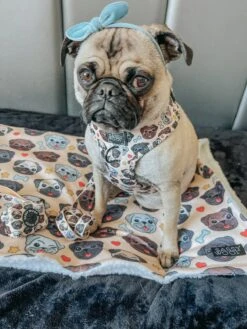 Pet Blanket - It's A Pug's Life -Furfinity Cheap Shop LUNAPUGPRINCESS 2 a1f372e8 0b66 4a7f 8669 50f246281167