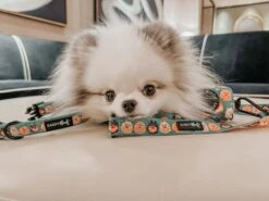 Dog Leash - Pawfect Poms -Furfinity Cheap Shop LUNATHEPOMBABY 1 39d04aad c431 4e8a 9b8d 308bcafae578