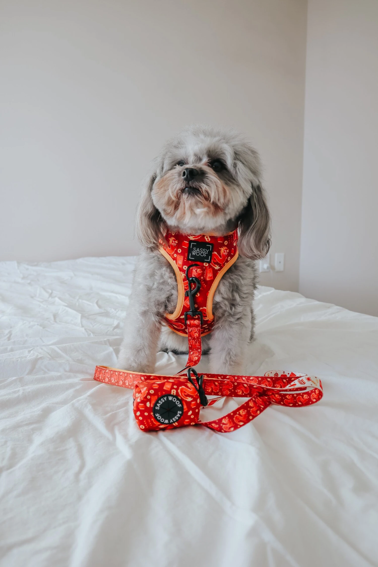 Dog Four Piece Bundle - Lucky Dragon 9 Dog Four Piece Bundle - Lucky Dragon - Image 7