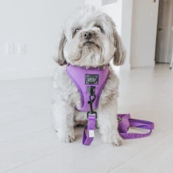 Dog Adjustable Harness - Neon Purple -Furfinity Cheap Shop LUNATHEYORKIEPOODLE 3