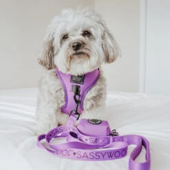 Dog Two Piece Bundle - Neon Purple 18 Dog Two Piece Bundle - Neon Purple -Furfinity Cheap Shop LUNATHEYORKIEPOODLE df6e2cd1 fcca 4186 a1cf 0e0a591eb92f