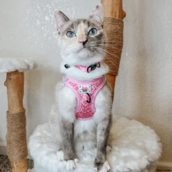 Cat Bundle - BARBIE™ Malibu -Furfinity Cheap Shop LUNA LILY LUCY 3