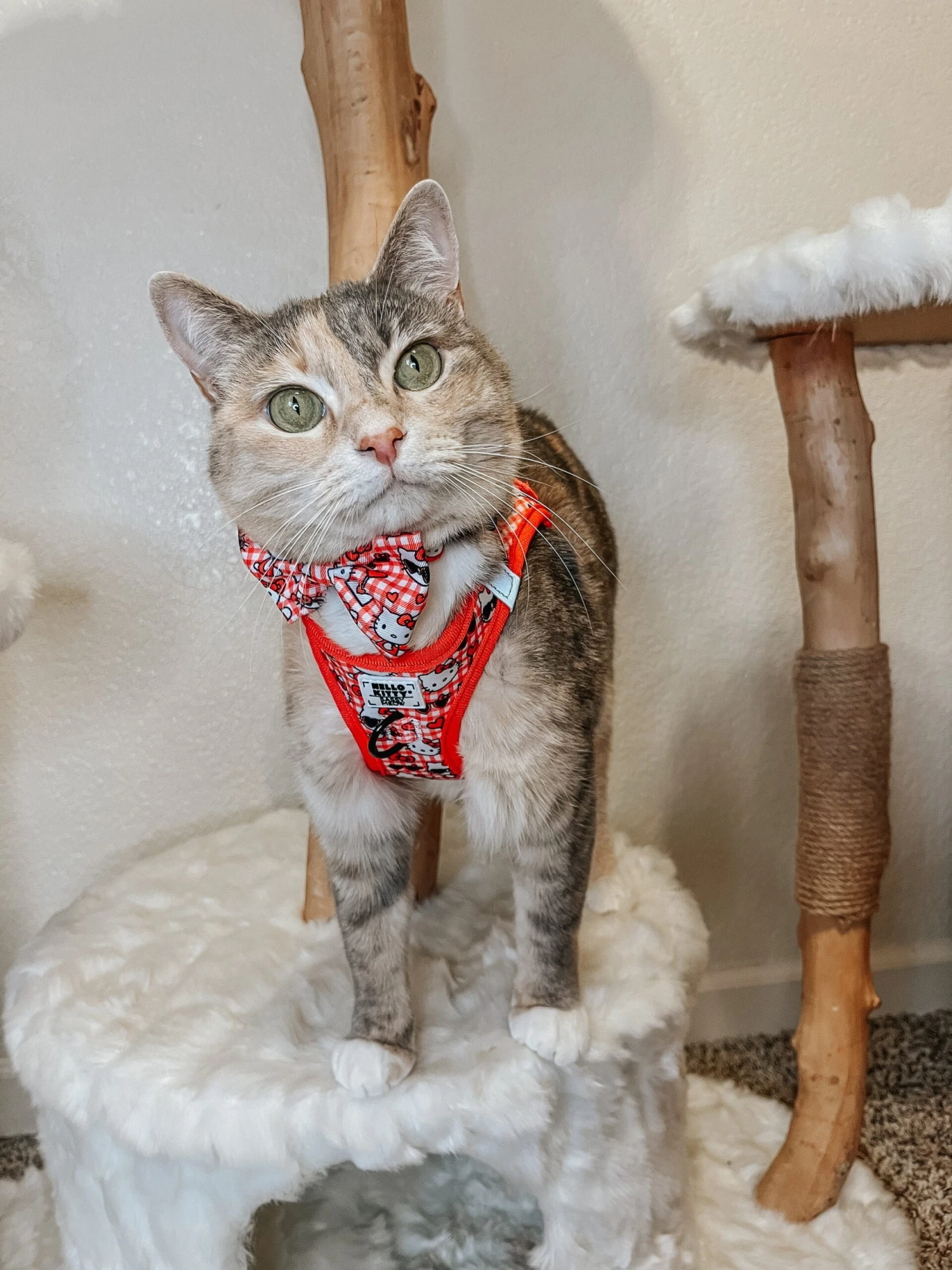 Cat Bundle - Hello Kitty® Red Classic 13 Cat Bundle - Hello Kitty® Red Classic - Image 11