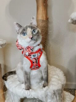 Cat Bowtie - Hello Kitty® Red Classic -Furfinity Cheap Shop LUNA LILY LUCY 2 135d842b 44d6 4fb2 a42b 879b857b510c