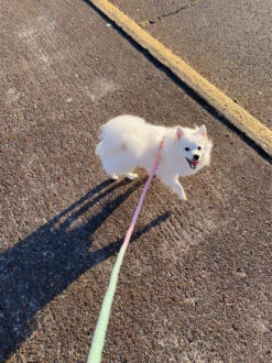 Dog Rope Leash - La Jolie Fleur -Furfinity Cheap Shop LaJolieFleur