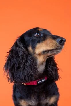 Dog Collar - Merlot -Furfinity Cheap Shop Lex 11