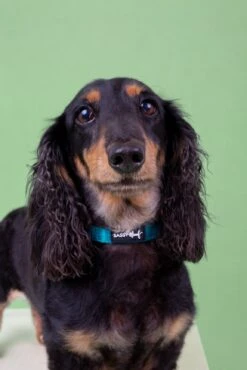 Dog Collar - Napa -Furfinity Cheap Shop Lex 6 2