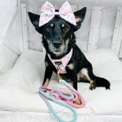 Dog Rope Leash - Lollipup -Furfinity Cheap Shop Lollipup