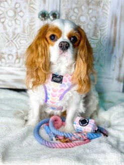 Dog Rope Leash - Victoria -Furfinity Cheap Shop LoveActuallyDogHarnessCavalier clean 16a60c2a 2ba0 4538 947b 50c32aaaefd8
