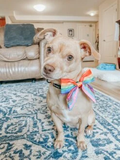 Dog Sailor Bow - Love You Fur You -Furfinity Cheap Shop Lunabugthechug 3