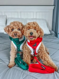 Dog Two Piece Bundle - Nice -Furfinity Cheap Shop MAISEYJANE21 5 905d097a 8660 4e66 84e6 78c42578f217