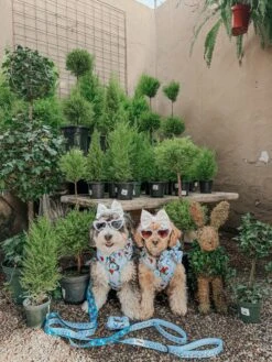 Dog Two Piece Bundle -Alice In Wonderland (Blue) -Furfinity Cheap Shop MALTIPOO KONA 2 6b551cde 3f9d 4b2a a1de 06aa70af2529