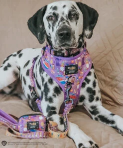 Dog Four Piece Bundle - Willy Wonka & The Chocolate Factory™ -Furfinity Cheap Shop MANCHASTHEDAL 2