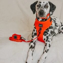 Dog Four Piece Bundle - Neon Red 32 Dog Four Piece Bundle - Neon Red -Furfinity Cheap Shop MANCHASTHEDAL 1